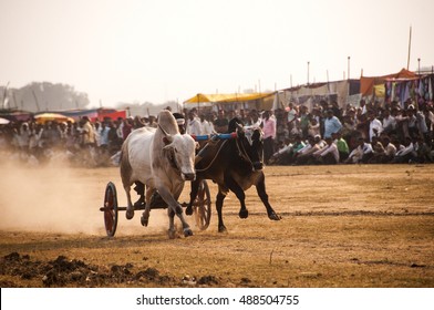 TALEGAON, AMRAVATI, MAHARASHTRA, INDIA, 16 JANUARY 2014 : Bullock cart racing, bullock racing is the traditional festival of Maharashtra's farmer.