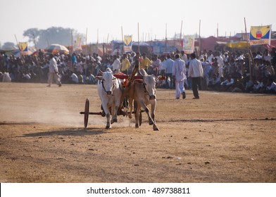 TALEGAON, AMRAVATI, MAHARASHTRA, INDIA, 16 JANUARY 2014 : Bullock cart racing, bullock racing is the traditional festival of Maharashtra's farmer.
