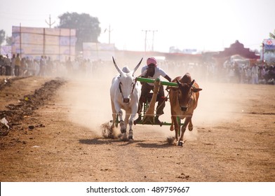 TALEGAON, AMRAVATI, MAHARASHTRA, INDIA, 17 JANUARY 2012 : Bullock cart racing, bullock racing is the traditional festival of Maharashtra's farmer.