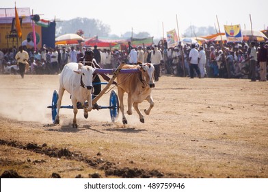 TALEGAON, AMRAVATI, MAHARASHTRA, INDIA, 17 JANUARY 2012 : Bullock cart racing, bullock racing is the traditional festival of Maharashtra's farmer.