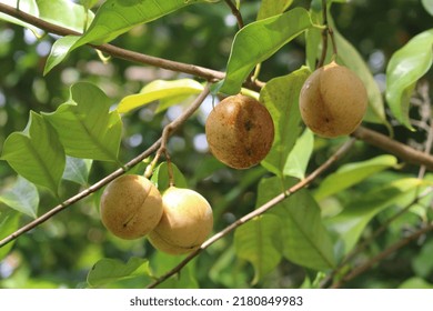 Taliabu, Indonesia - July 20, 2022: The Original Spiced Nutmeg From Maluku.  North Maluku Province, 20 July 2022.