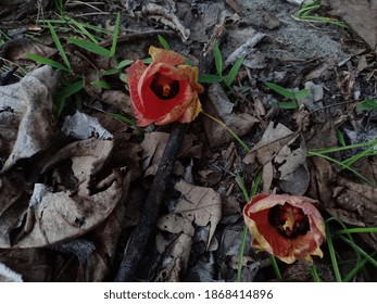 Talipariti Tiliaceum Plant Which Often Grows On The Beach