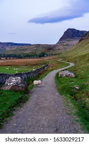 Talisker Bay Sheep hiking road evening