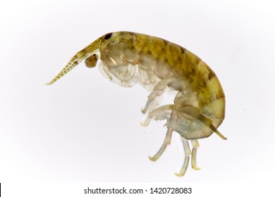 Talitrus Saltator.  Water flea sea.  - Shutterstock ID 1420728083