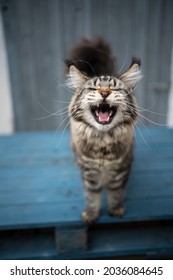 talkative tabby maine coon cat with long ear tips and whiskers meowing with mouth wide open