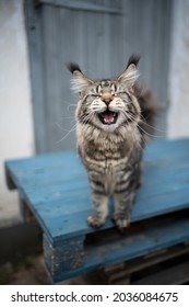 talkative tabby maine coon cat with long ear tips standing on wooden pallet outdoors meowing with mouth wide open