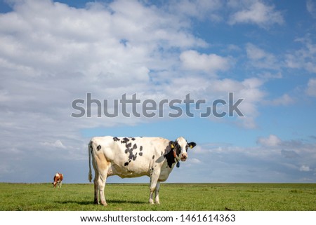 Talking, chewing or mooing cow. Black pied friesian holstein cow, in the Netherlands, standing on green grass in a meadow, at the background a red pied cow and a blue cloudy sky.