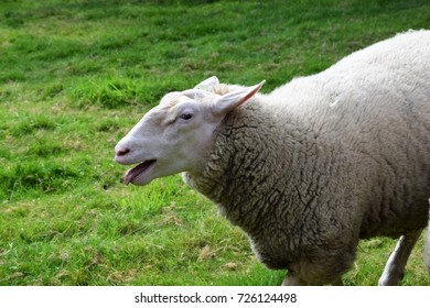 Talking Sheep - Shutterstock ID 726124498