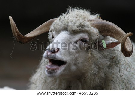 talking sheep