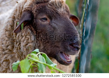 Talking sheep. Sheep with big brown muzzle and mouth wide open.
