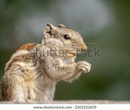 A talking Squirrel on a wall
