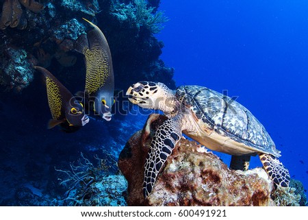 Talking with Turtle, Cozumel, Mexico