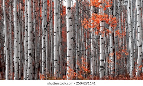 Tall Aspen trees in autumn time in Wasatch mountains Utah, selective focus. - Powered by Shutterstock