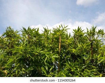 Tall Bamboo Hedge Background
