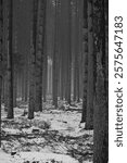 Tall bare pine trees in winter fog. Black and white tall bare pine trees in mysterious misty winter fog