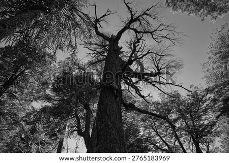 Tall Bare Tree Trunk And Branches Shot From Below In A Chilean Park, Monochrome, Dramatic Sky