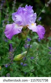 Tall Bearded Iris