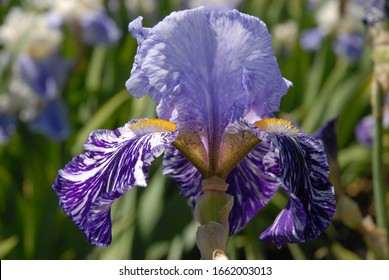 Tall Bearded Iris Flower, Millennium Falcon