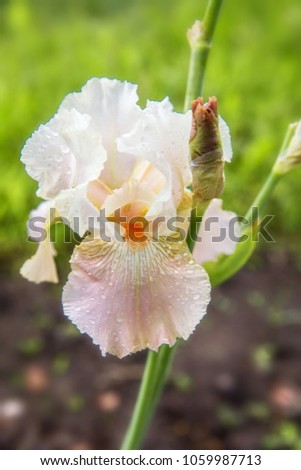 Tall Bearded Iris, Iris 'Frappe' in botanical garden, pink spring flower close-up