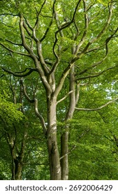 Tall Beech tree with twisting branches in a lush woodland setting.Worsley woods Manchester.