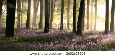 Tall beech trees with carpets of spring blooming bluebells in an ancient woodland. Dorset, UK.