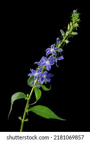 Tall Bellflower (Campanula Americana) Blooming In Early Summer. Native To Eastern Half Of U.S. And Canada.