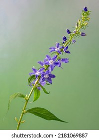 Tall Bellflower (Campanula Americana) Blooming In Early Summer. Native To Eastern Half Of U.S. And Canada.