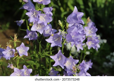 Tall bells of pale blue color. Bluebell flowers among green leaves. Blue bellflowers, campanula flowers. Blossom from campanula.