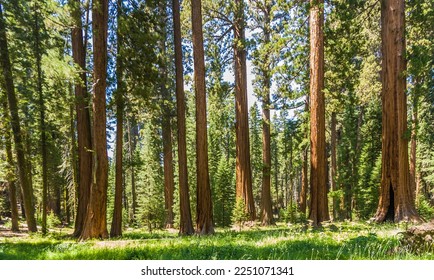 tall and big sequoias in beautiful sequoia national park - Shutterstock ID 2251071341