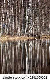 Tall Birch Tree And Reflection No The Water During Spring Time.