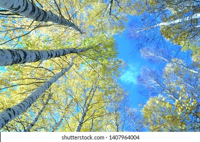 Tall birch trees in the forest under blue sky, bottom perspective view. - Powered by Shutterstock