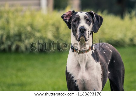 Tall black and white Great Dane staring at camera.