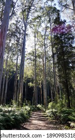 Tall Blue Gum Forest On Sunny Day                           