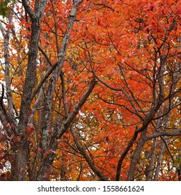 Tall, Bright Red And Orange Tree Foilage With Dark Wood Contrast 