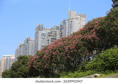 A tall building complex surrounded by trees and flowers, with pink periwinkle blossoms on the side of one skyscraper. In front is an open park with green grass under clear blue skies.