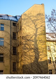 Tall Building Wall With Scenic Tree Shadow By Sunny Day