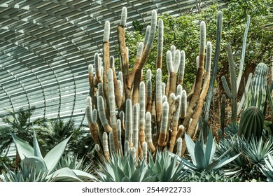 Tall cacti and agaves in a glass greenhouse with green foliage - Powered by Shutterstock