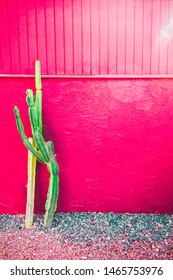 Tall cactus pink wall