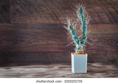 Tall cactus with paper-like spines. Unusual long cactus Tephrocactus articulatus in pot on dark wooden background. Rustic style. Copy space.