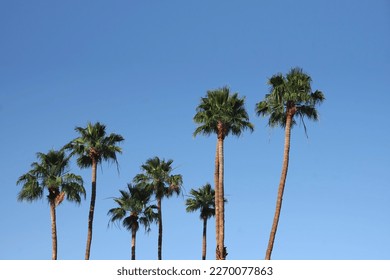 Tall California fan palm trees under blue sky	 - Powered by Shutterstock