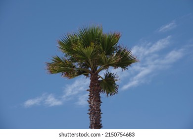 Tall California fan palm under blue sky with some white clouds