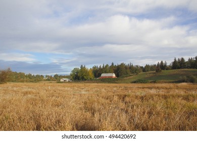 Tall Canadian Grassland Has Ripened And Turned Yellow During The Autumn Months/Autumn Canadian Grassland/ Canadian Grassland Has Ripened And Turned Yellow During The Autumn Months. 