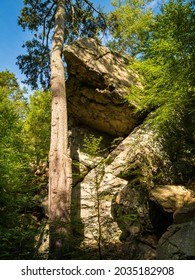 The Tall Cedar Tree And Glacial Rocks At The Cliff Of Purgatory Chasm In Massachusetts