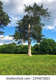 Tall Cedar Tree At Victor Ashe Park.