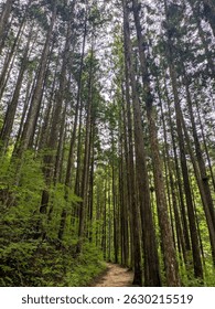 Tall cedar trees lining a quiet forest trail in Nagano, Japan. The path winds through dense greenery, creating a serene and peaceful natural landscape.