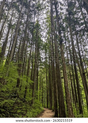 Tall cedar trees lining a quiet forest trail in Nagano, Japan. The path winds through dense greenery, creating a serene and peaceful natural landscape.