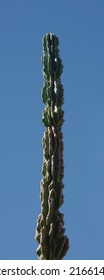 Tall Cereus Peruvianus Monstrose moon blooming cactus and blue sky