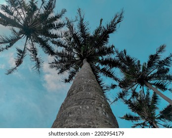 Tall Coconut Tree With Blue Sky 