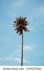 A Tall Coconut Tree With Sky Background, Beautiful Weather In Asia