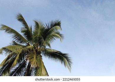 A Tall Coconut Tree With A Sky Background.